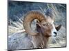 Rocky Mountain Bighorn Sheep, Ovis Canadensis Canadensis, B.C, Canada-Richard Wright-Mounted Photographic Print