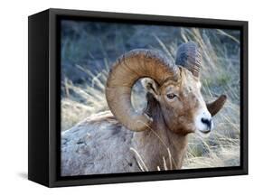 Rocky Mountain Bighorn Sheep, Ovis Canadensis Canadensis, B.C, Canada-Richard Wright-Framed Stretched Canvas