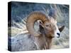 Rocky Mountain Bighorn Sheep, Ovis Canadensis Canadensis, B.C, Canada-Richard Wright-Stretched Canvas