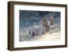 Rocky Mountain Bighorn Sheep, Ovis Canadensis Canadensis, B.C, Canada-Richard Wright-Framed Photographic Print