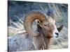 Rocky Mountain Bighorn Sheep, Ovis Canadensis Canadensis, B.C, Canada-Richard Wright-Stretched Canvas