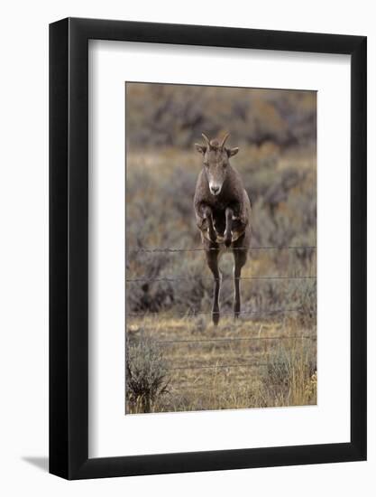 Rocky Mountain Bighorn Sheep (Ovis Canadensis) Female Jumping Barbed Wire Fence, Montana, USA-Charlie Summers-Framed Photographic Print