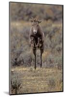 Rocky Mountain Bighorn Sheep (Ovis Canadensis) Female Jumping Barbed Wire Fence, Montana, USA-Charlie Summers-Mounted Photographic Print