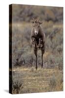 Rocky Mountain Bighorn Sheep (Ovis Canadensis) Female Jumping Barbed Wire Fence, Montana, USA-Charlie Summers-Stretched Canvas