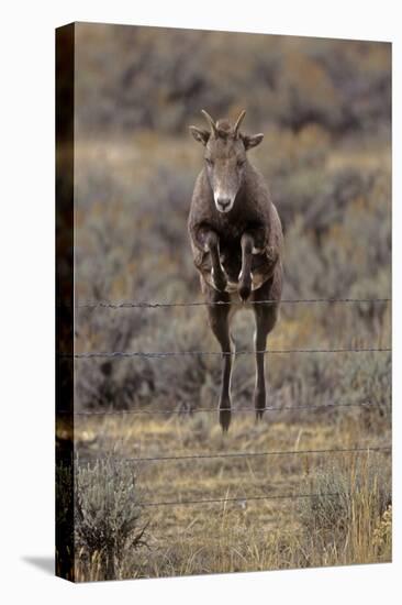 Rocky Mountain Bighorn Sheep (Ovis Canadensis) Female Jumping Barbed Wire Fence, Montana, USA-Charlie Summers-Stretched Canvas