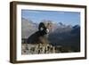 Rocky Mountain Bighorn Sheep Ram, Canadian Rockies-Ken Archer-Framed Photographic Print