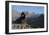 Rocky Mountain Bighorn Sheep Ram, Canadian Rockies-Ken Archer-Framed Photographic Print