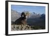 Rocky Mountain Bighorn Sheep Ram, Canadian Rockies-Ken Archer-Framed Photographic Print