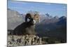 Rocky Mountain Bighorn Sheep Ram, Canadian Rockies-Ken Archer-Mounted Photographic Print