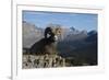 Rocky Mountain Bighorn Sheep Ram, Canadian Rockies-Ken Archer-Framed Photographic Print