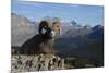 Rocky Mountain Bighorn Sheep Ram, Canadian Rockies-Ken Archer-Mounted Photographic Print