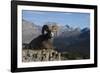 Rocky Mountain Bighorn Sheep Ram, Canadian Rockies-Ken Archer-Framed Photographic Print