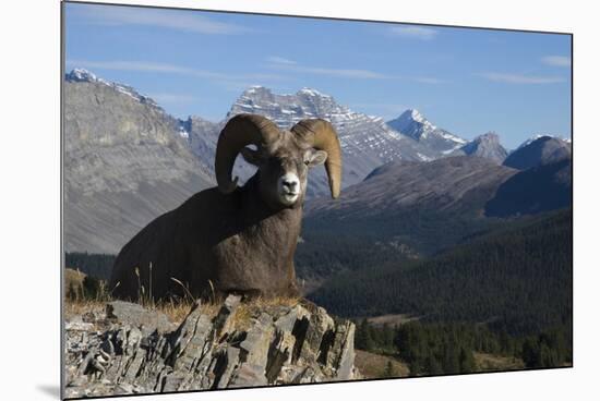 Rocky Mountain Bighorn Sheep Ram, Canadian Rockies-Ken Archer-Mounted Photographic Print