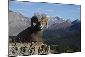 Rocky Mountain Bighorn Sheep Ram, Canadian Rockies-Ken Archer-Mounted Photographic Print