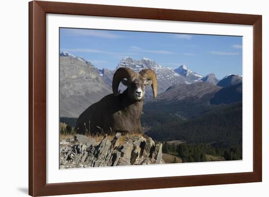 Rocky Mountain Bighorn Sheep Ram, Canadian Rockies-Ken Archer-Framed Photographic Print