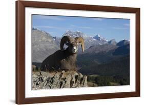 Rocky Mountain Bighorn Sheep Ram, Canadian Rockies-Ken Archer-Framed Photographic Print