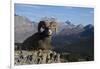 Rocky Mountain Bighorn Sheep Ram, Canadian Rockies-Ken Archer-Framed Photographic Print