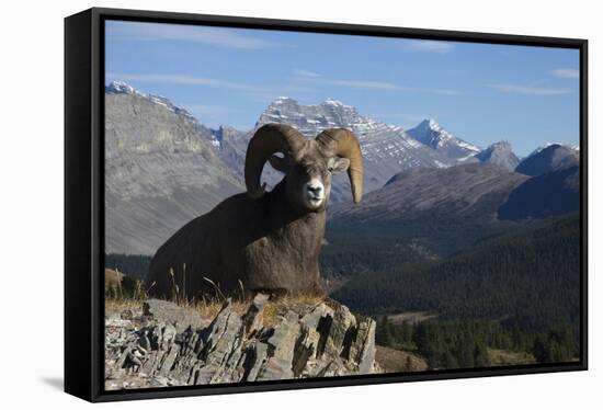 Rocky Mountain Bighorn Sheep Ram, Canadian Rockies-Ken Archer-Framed Stretched Canvas