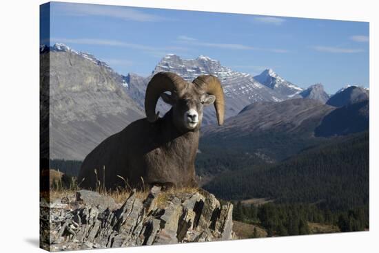 Rocky Mountain Bighorn Sheep Ram, Canadian Rockies-Ken Archer-Stretched Canvas