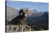 Rocky Mountain Bighorn Sheep Ram, Canadian Rockies-Ken Archer-Stretched Canvas