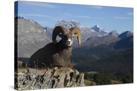Rocky Mountain Bighorn Sheep Ram, Canadian Rockies-Ken Archer-Stretched Canvas