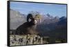 Rocky Mountain Bighorn Sheep Ram, Canadian Rockies-Ken Archer-Framed Stretched Canvas