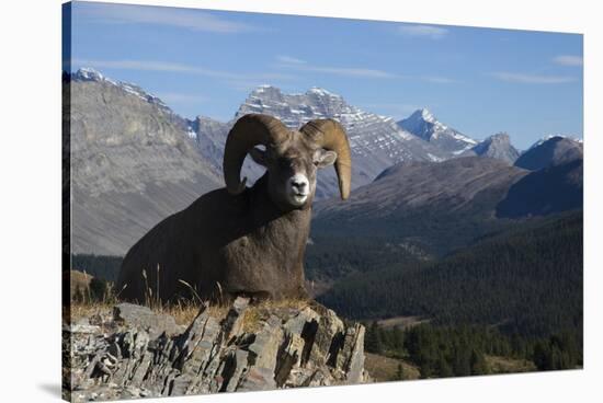 Rocky Mountain Bighorn Sheep Ram, Canadian Rockies-Ken Archer-Stretched Canvas