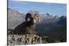 Rocky Mountain Bighorn Sheep Ram, Canadian Rockies-Ken Archer-Stretched Canvas