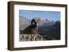 Rocky Mountain Bighorn Sheep Ram, Canadian Rockies-Ken Archer-Framed Premium Photographic Print