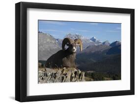 Rocky Mountain Bighorn Sheep Ram, Canadian Rockies-Ken Archer-Framed Photographic Print