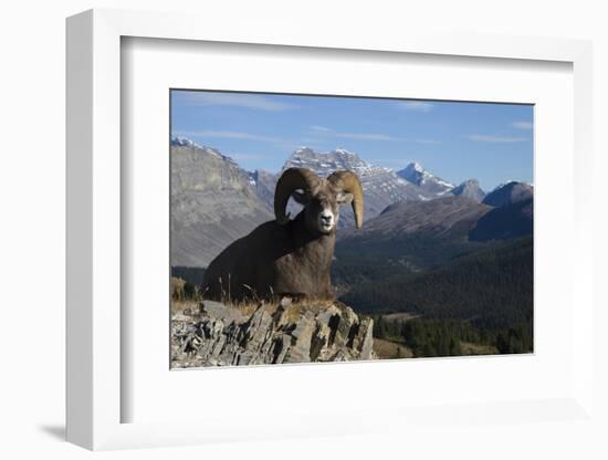 Rocky Mountain Bighorn Sheep Ram, Canadian Rockies-Ken Archer-Framed Photographic Print