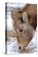 Rocky Mountain Bighorn Sheep Ram in Jasper National Park, Alberta, Canada-Richard Wright-Stretched Canvas