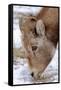 Rocky Mountain Bighorn Sheep Ram in Jasper National Park, Alberta, Canada-Richard Wright-Framed Stretched Canvas