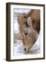 Rocky Mountain Bighorn Sheep Ram in Jasper National Park, Alberta, Canada-Richard Wright-Framed Photographic Print