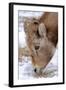 Rocky Mountain Bighorn Sheep Ram in Jasper National Park, Alberta, Canada-Richard Wright-Framed Photographic Print