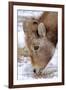 Rocky Mountain Bighorn Sheep Ram in Jasper National Park, Alberta, Canada-Richard Wright-Framed Photographic Print