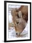 Rocky Mountain Bighorn Sheep Ram in Jasper National Park, Alberta, Canada-Richard Wright-Framed Photographic Print