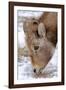 Rocky Mountain Bighorn Sheep Ram in Jasper National Park, Alberta, Canada-Richard Wright-Framed Photographic Print
