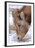 Rocky Mountain Bighorn Sheep Ram in Jasper National Park, Alberta, Canada-Richard Wright-Framed Photographic Print