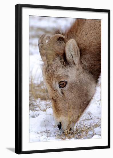 Rocky Mountain Bighorn Sheep Ram in Jasper National Park, Alberta, Canada-Richard Wright-Framed Photographic Print