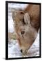 Rocky Mountain Bighorn Sheep Ram in Jasper National Park, Alberta, Canada-Richard Wright-Framed Photographic Print