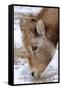 Rocky Mountain Bighorn Sheep Ram in Jasper National Park, Alberta, Canada-Richard Wright-Framed Stretched Canvas