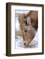 Rocky Mountain Bighorn Sheep Ram in Jasper National Park, Alberta, Canada-Richard Wright-Framed Photographic Print