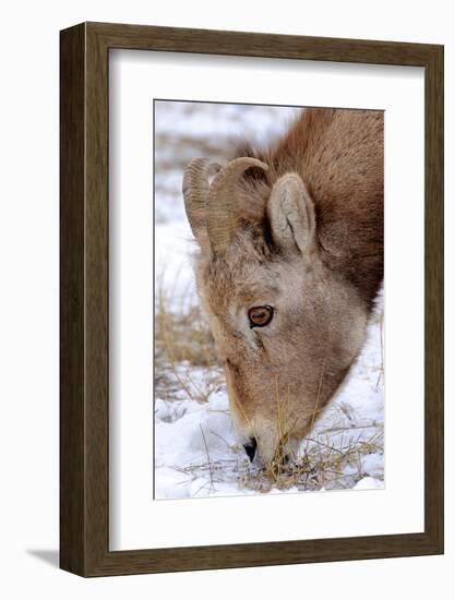 Rocky Mountain Bighorn Sheep Ram in Jasper National Park, Alberta, Canada-Richard Wright-Framed Photographic Print