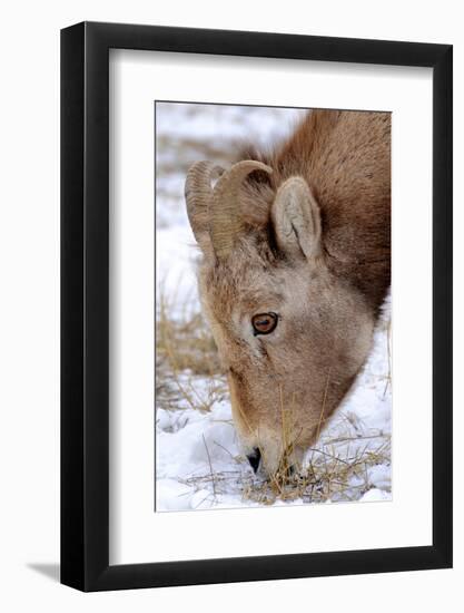 Rocky Mountain Bighorn Sheep Ram in Jasper National Park, Alberta, Canada-Richard Wright-Framed Photographic Print