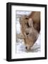 Rocky Mountain Bighorn Sheep Ram in Jasper National Park, Alberta, Canada-Richard Wright-Framed Photographic Print