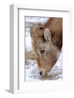 Rocky Mountain Bighorn Sheep Ram in Jasper National Park, Alberta, Canada-Richard Wright-Framed Photographic Print