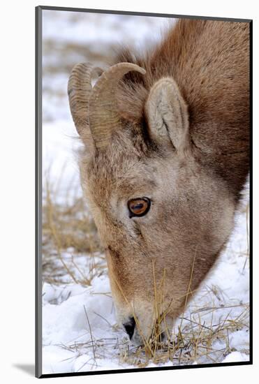 Rocky Mountain Bighorn Sheep Ram in Jasper National Park, Alberta, Canada-Richard Wright-Mounted Photographic Print