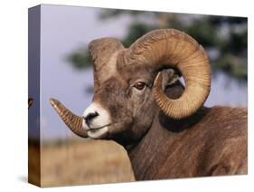 Rocky Mountain Bighorn Sheep, Ram, Jasper National Park, Alberta, USA-Lynn M. Stone-Stretched Canvas