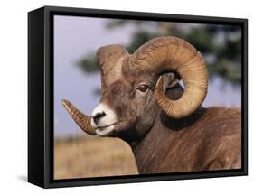 Rocky Mountain Bighorn Sheep, Ram, Jasper National Park, Alberta, USA-Lynn M. Stone-Framed Stretched Canvas